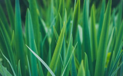 The simple health and fitness benefits of wheatgrass