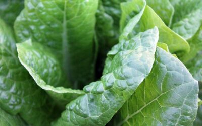 Eat greens daily to reduce risk of diabetes and protect your heart