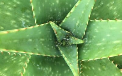 Benefits of eating Aloe vera and natural remedies for Arthritis