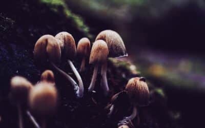 The benefits of drinking the Chaga mushroom tea