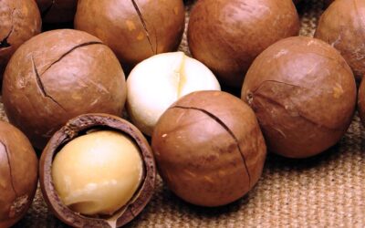 Macadamias healthy snack to ward off carb binge