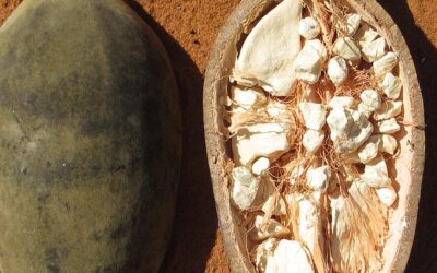 The health benefits of eating the baobab fruit