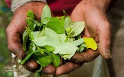 The benefits of chewing Chew Coca leaves