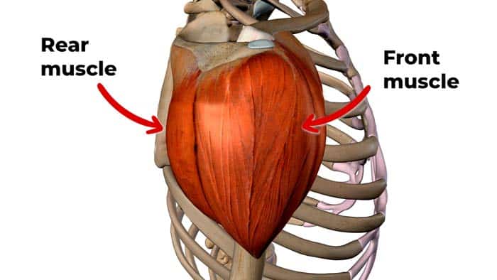 Front and rear shoulder muscles